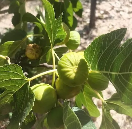 Casa de Férias Casa Dos Invernos